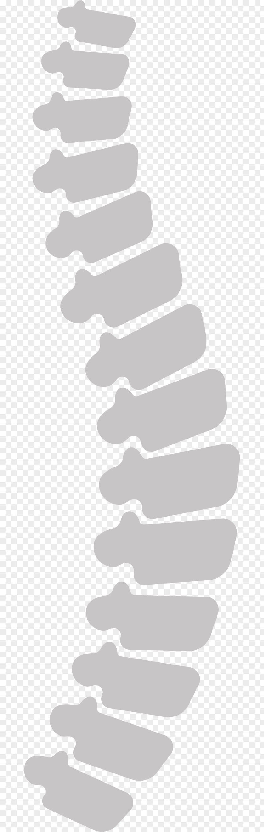 Human Spine Vertebral Column Euclidean Vector Body PNG