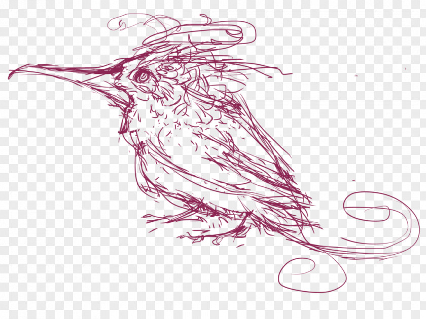Hummingbird Sketch Beak Line Art Invertebrate PNG