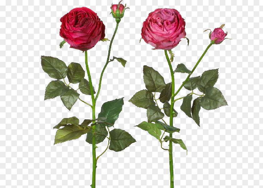 Hydrangea Garden Roses Cabbage Rose Floribunda Floral Design Cut Flowers PNG