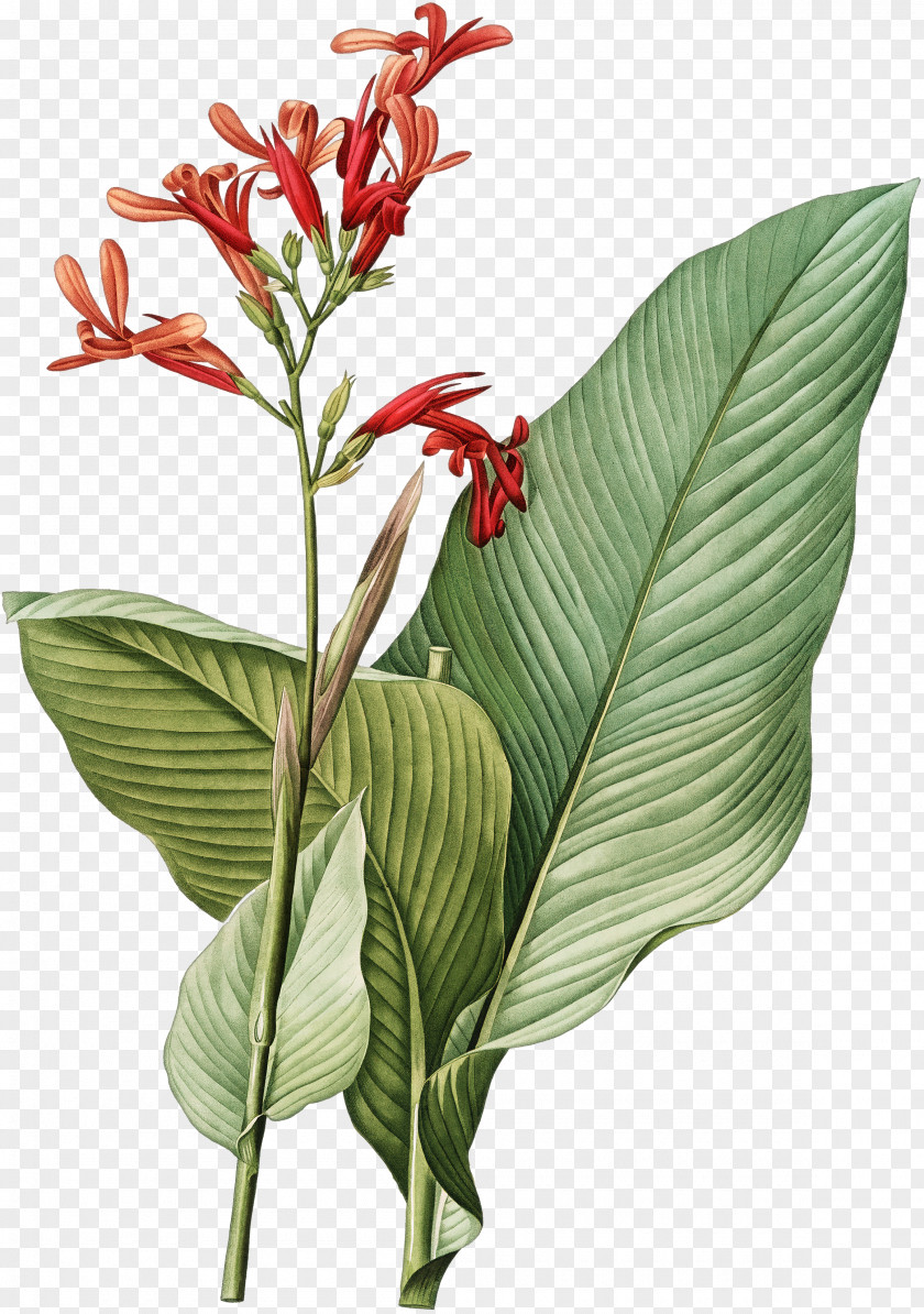 Painting Botany Botanical Illustration Art Printmaking PNG