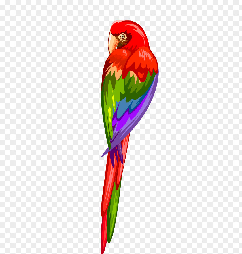 Parrot Parrots Of New Guinea Macaw PNG
