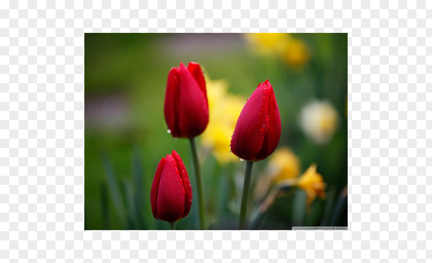 Tulip Ultra-high-definition Television 4K Resolution 1080p PNG
