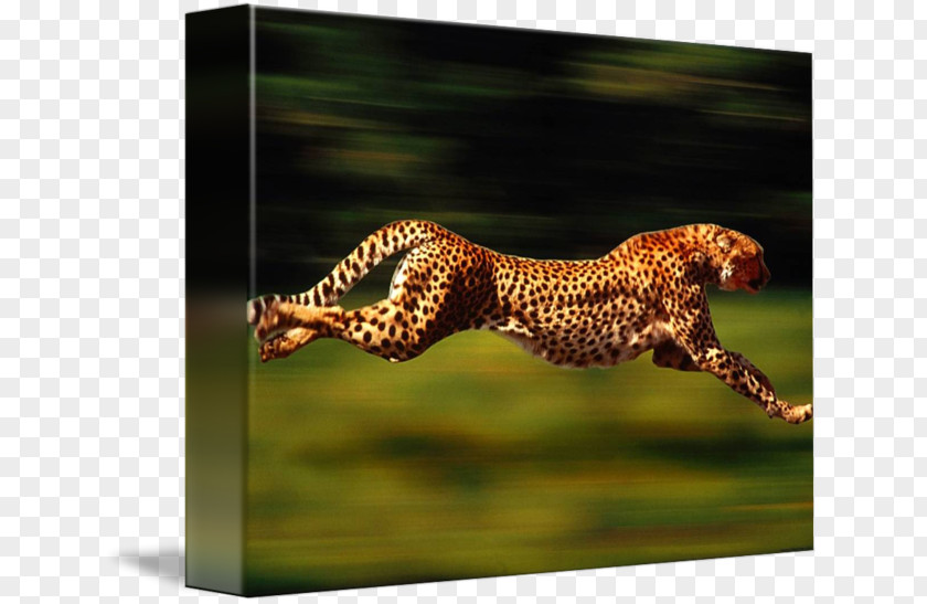 Cheetah Leopard Felidae Cat Animal PNG