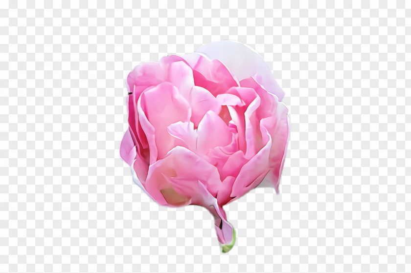 Cut Flowers Garden Roses PNG