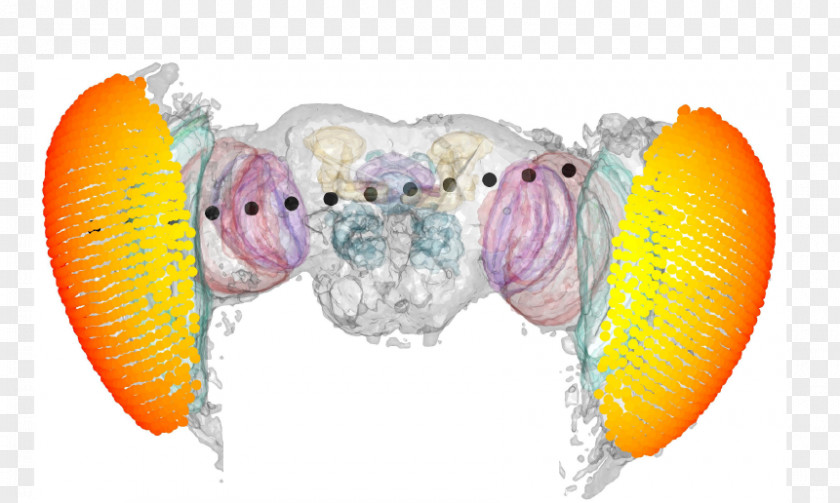 Food Fly Fruit PNG
