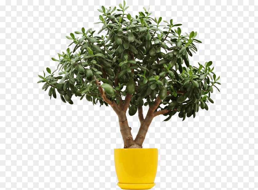 Interior Lemon Tree PNG