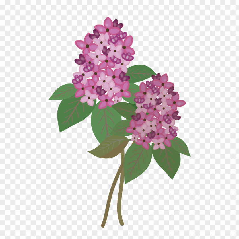 Lilac Common Cut Flowers PNG