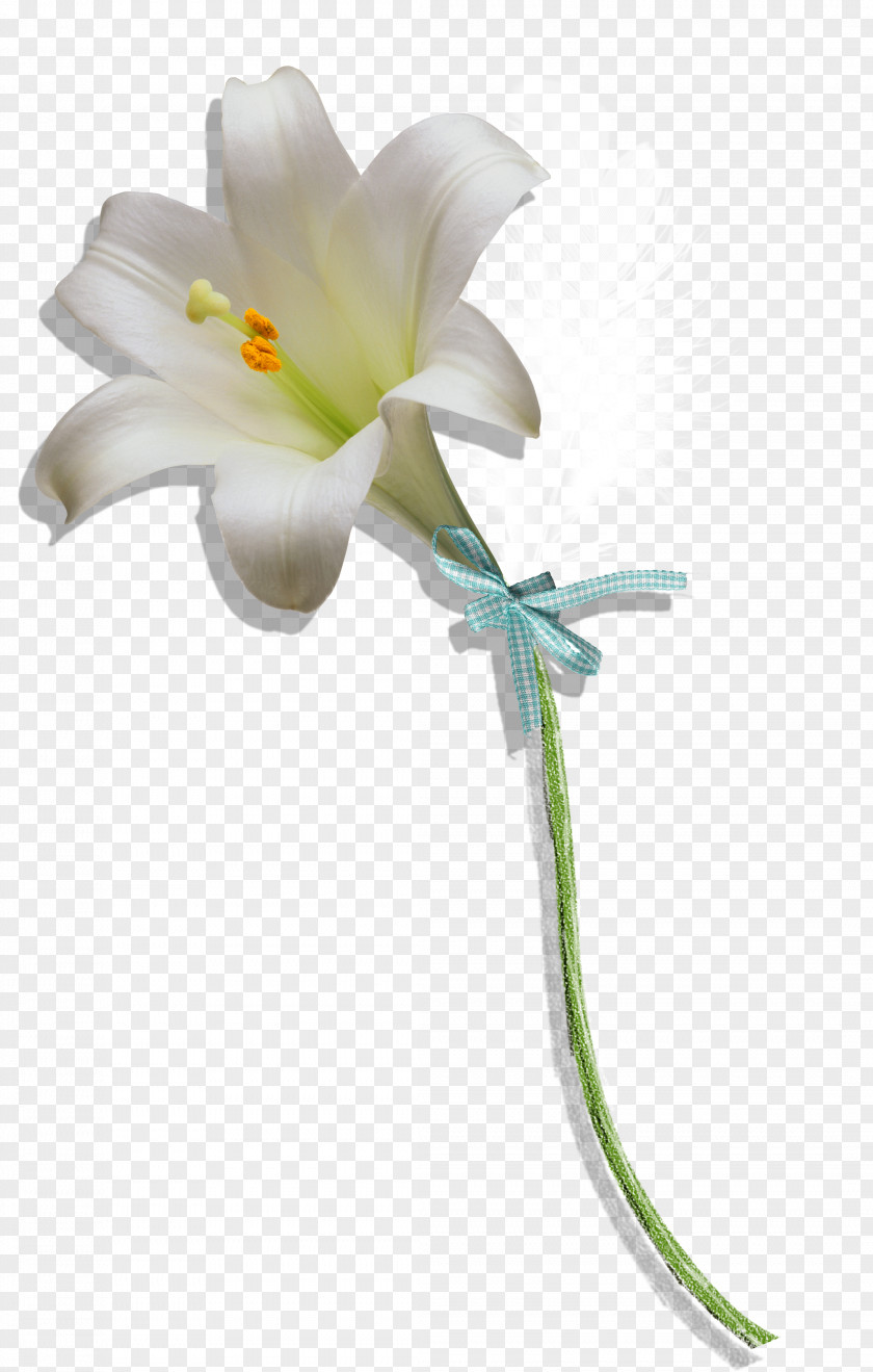 Lily Floral Design Petal Flower PNG