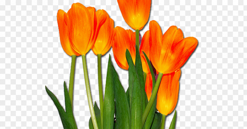 Orange Tulip Cut Flowers Desktop Wallpaper PNG