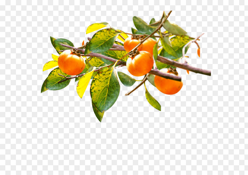 Persimmon Download Template Autumn PNG