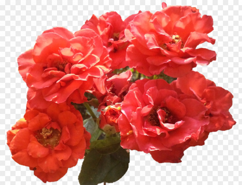 Rose Floribunda Garden Roses Begonia Annual Plant PNG