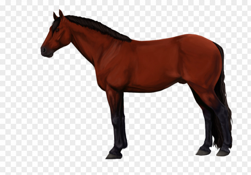 Royersford Hanoverian Horse Stallion Mare Friesian Kabardian PNG
