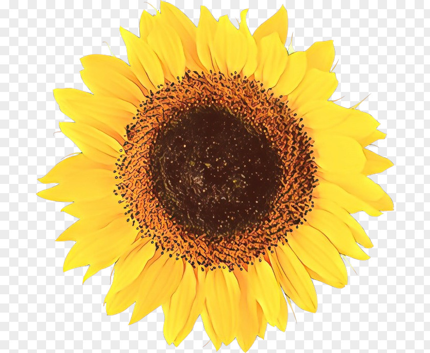 Vector Graphics Image Illustration Drawing Common Sunflower PNG