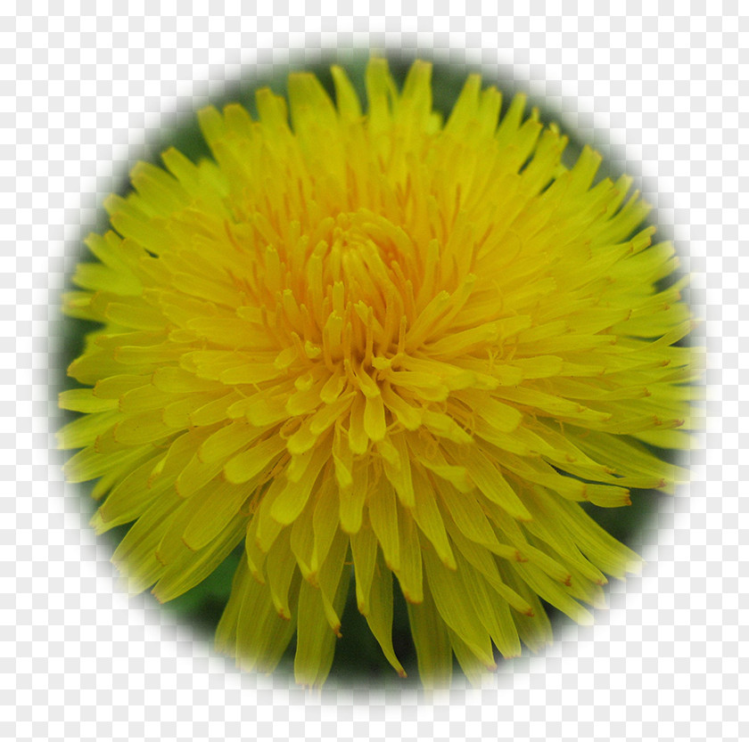 Dandelion Paper Yellow Dahlia Flower PNG