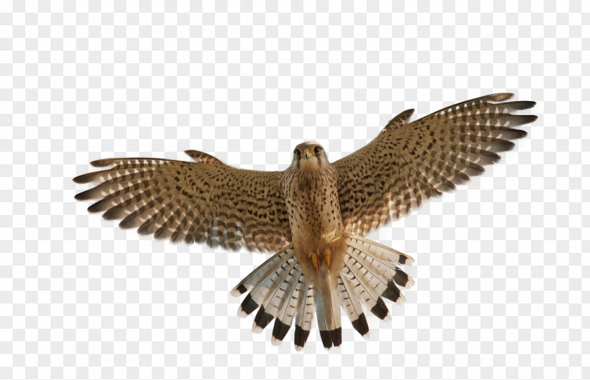 Falcon Bird Flight PNG