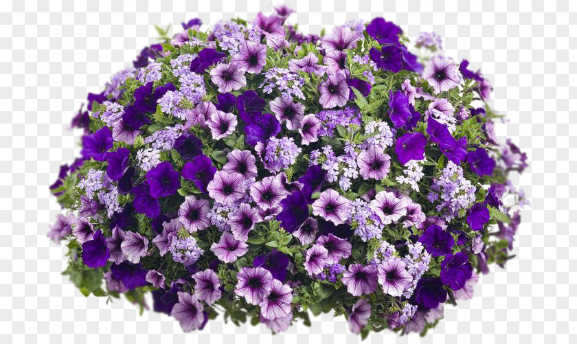 Flower Hanging Basket Petunia Container Garden Flowerpot PNG