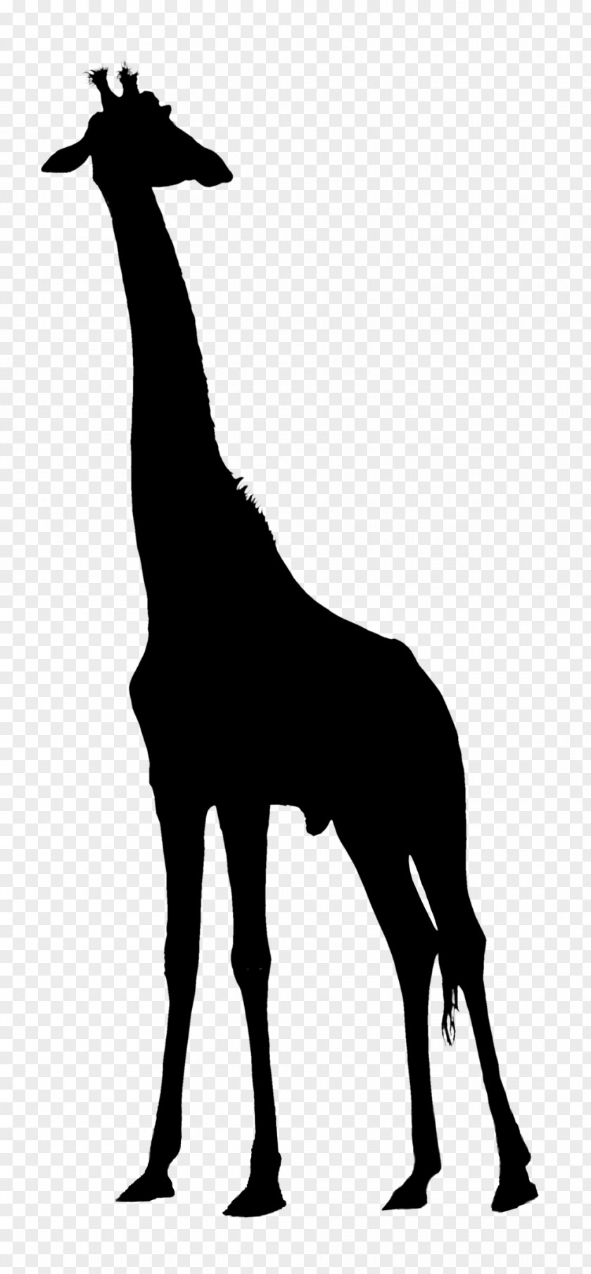 Giraffe Clip Art Vector Graphics Image Silhouette PNG