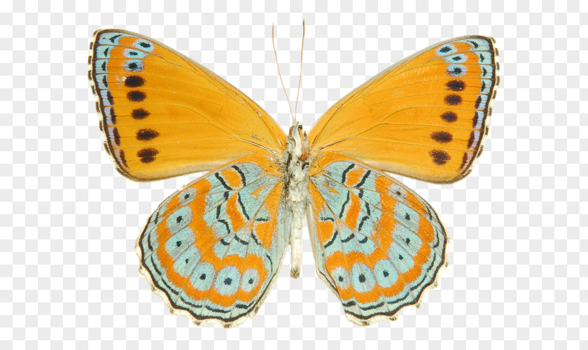 Large Copper Yellow Moths And Butterflies Butterfly Insect Lycaena Pollinator PNG