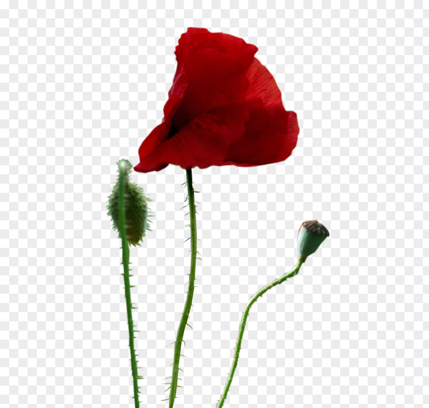 Painting Common Poppy Drawing Clip Art PNG