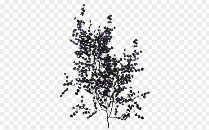 Plant Vine Ivy PNG