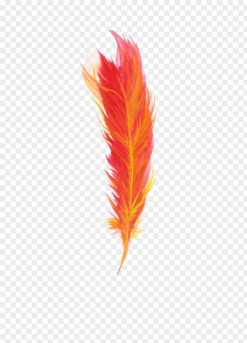 Red Feathers Feather PNG