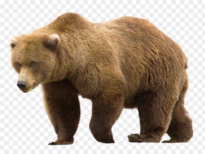 Bear Grizzly PNG