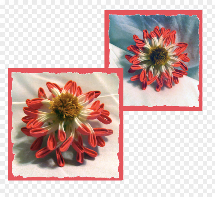 Chrysanthemum Transvaal Daisy Cut Flowers Petal PNG