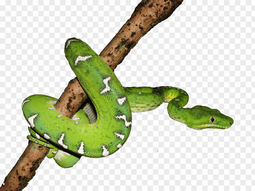 Equador Amphibians Reptile PNG