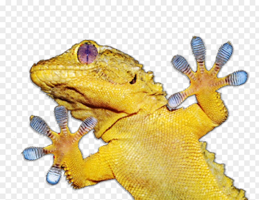 Lizard Gecko Amphibian Animal PNG