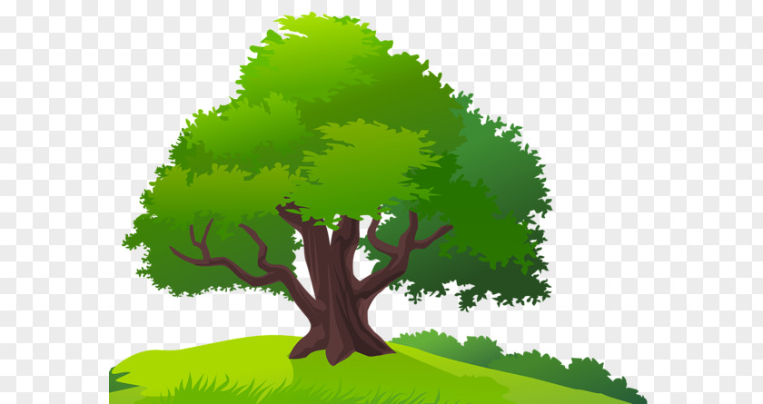 Tree Clip Art PNG