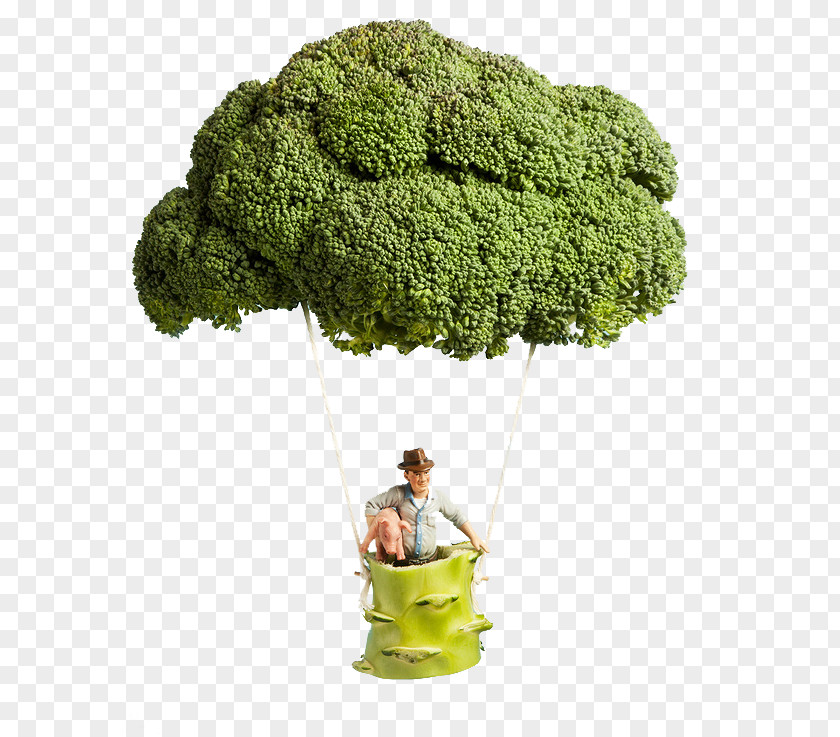 Broccoli Villorba Sustainability Organic Farming Agriculture Food PNG