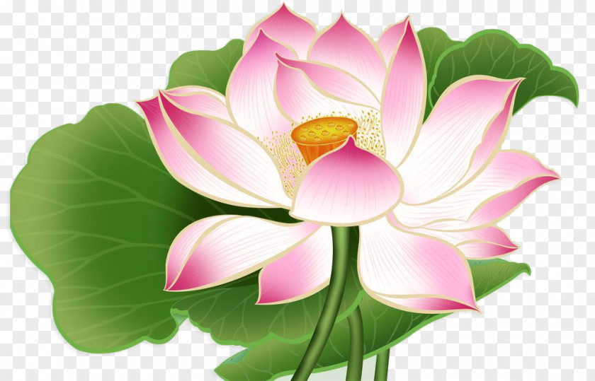 China Wind Flower Shaanxi Nelumbo Nucifera Drawing Falun Gong PNG