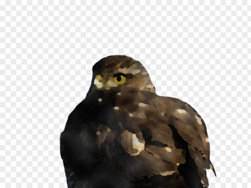 Common Buzzard Hawk Owl M Beak PNG