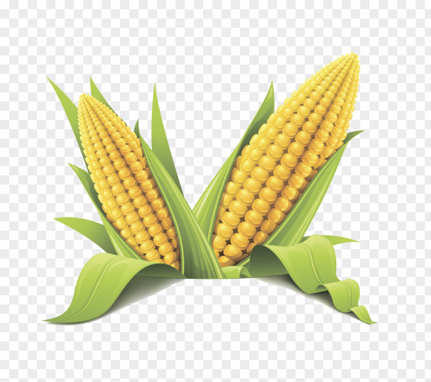 Corn On The Cob Maize Sweet Flint Cereal PNG