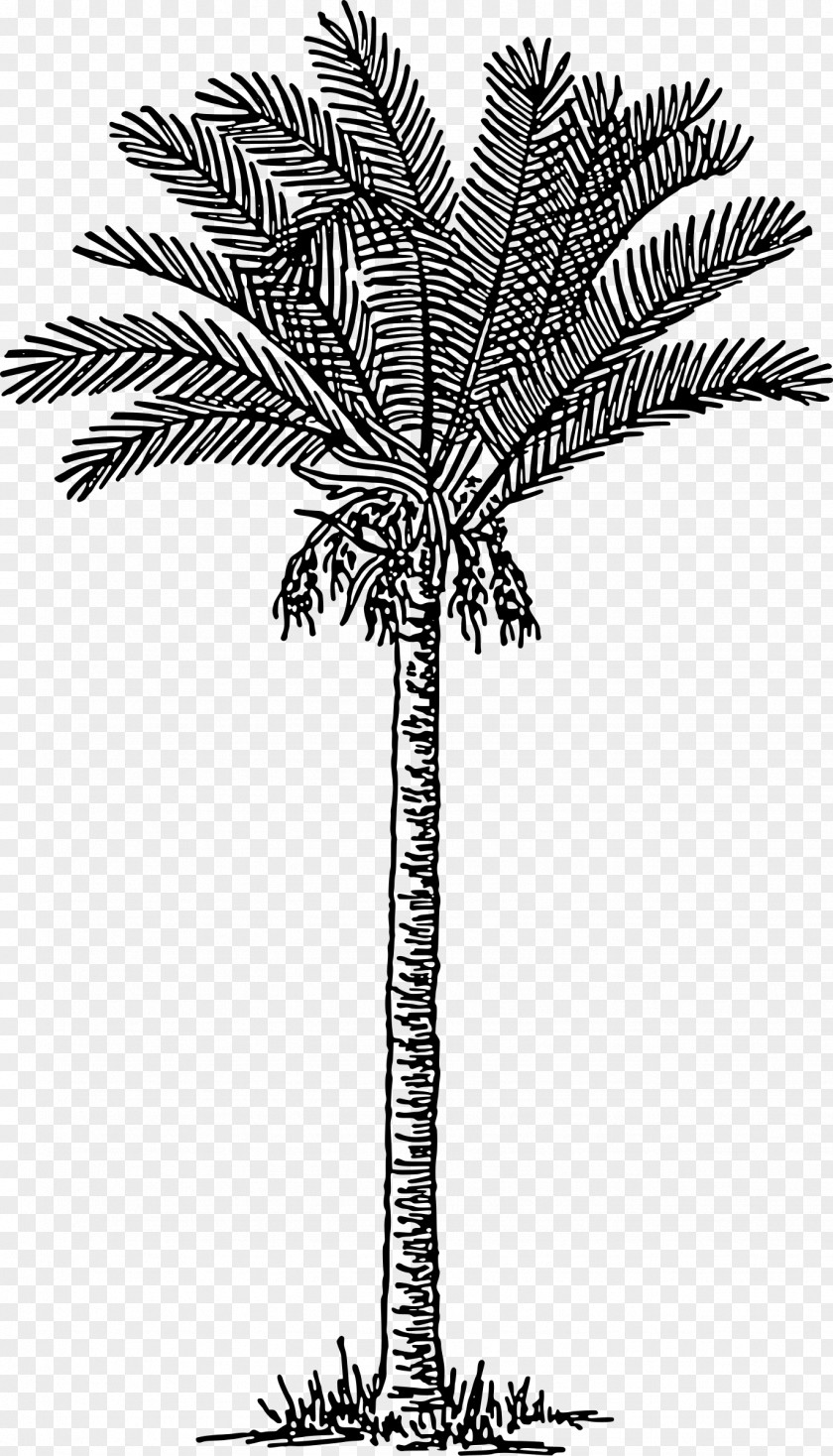 Date Palm Arecaceae Clip Art PNG