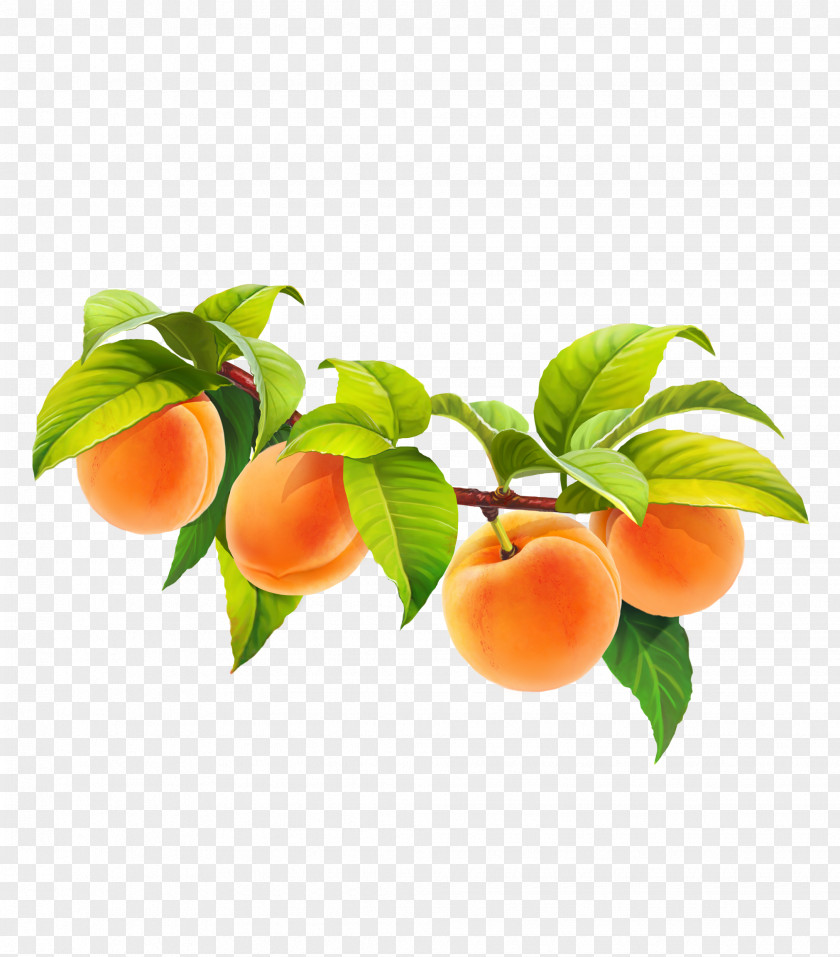 Dates Fruit tree Apricot Peach Juice PNG