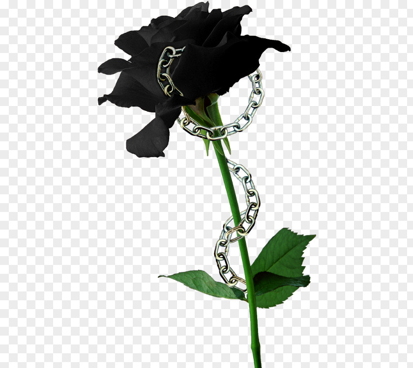 Flower Black Rose Seed Lilium PNG
