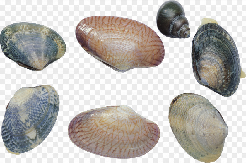 Seashell Cockle Shellfish Clam Mussel Sea Snail PNG