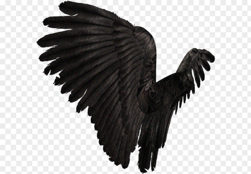 Wing American Crow Prichard Clip Art PNG