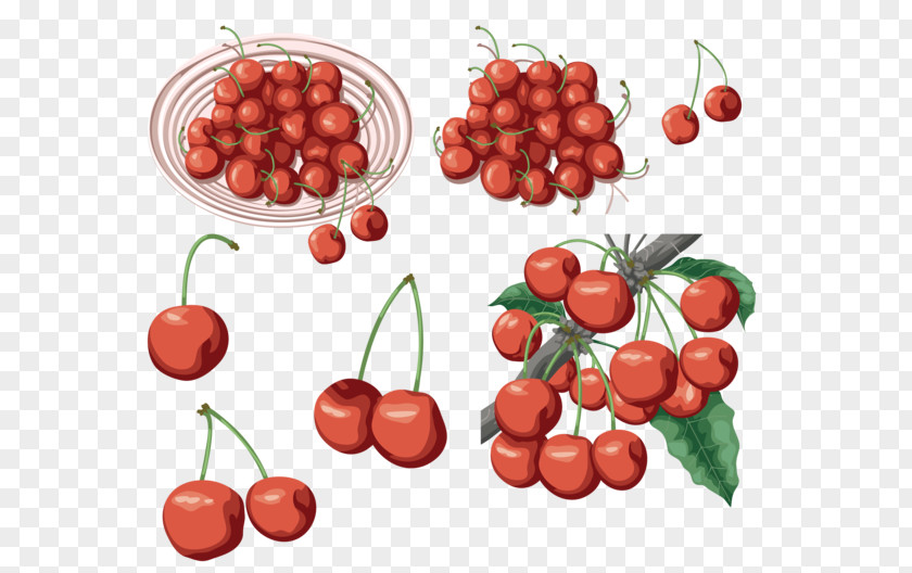 Cherry Sweet Cerasus Food Clip Art PNG