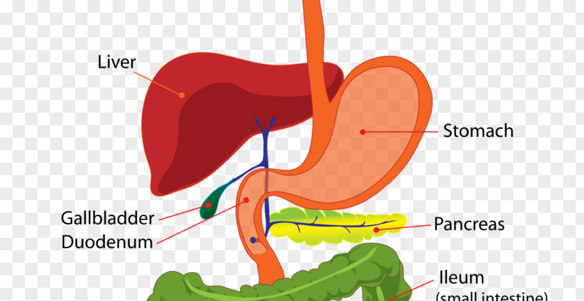 Digestive System Human Anatomy Digestion Body Gastrointestinal Tract PNG