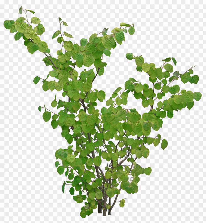 Green Tree Plant Color Model PNG