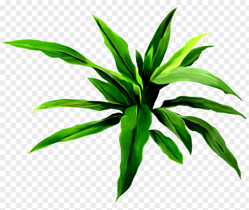 Monstera Vector Flower Drawing PNG
