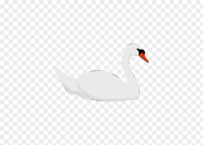 Neck Tundra Swan Bird Ducks, Geese And Swans Water Beak PNG