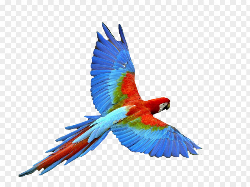 Parrot Bird Flight Dog Clip Art PNG
