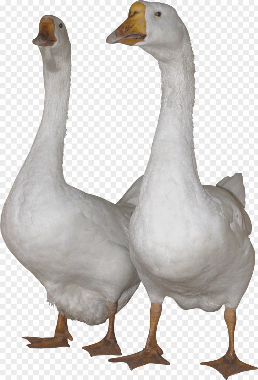 White Gooses Image Domestic Goose Swan Duck Clip Art PNG