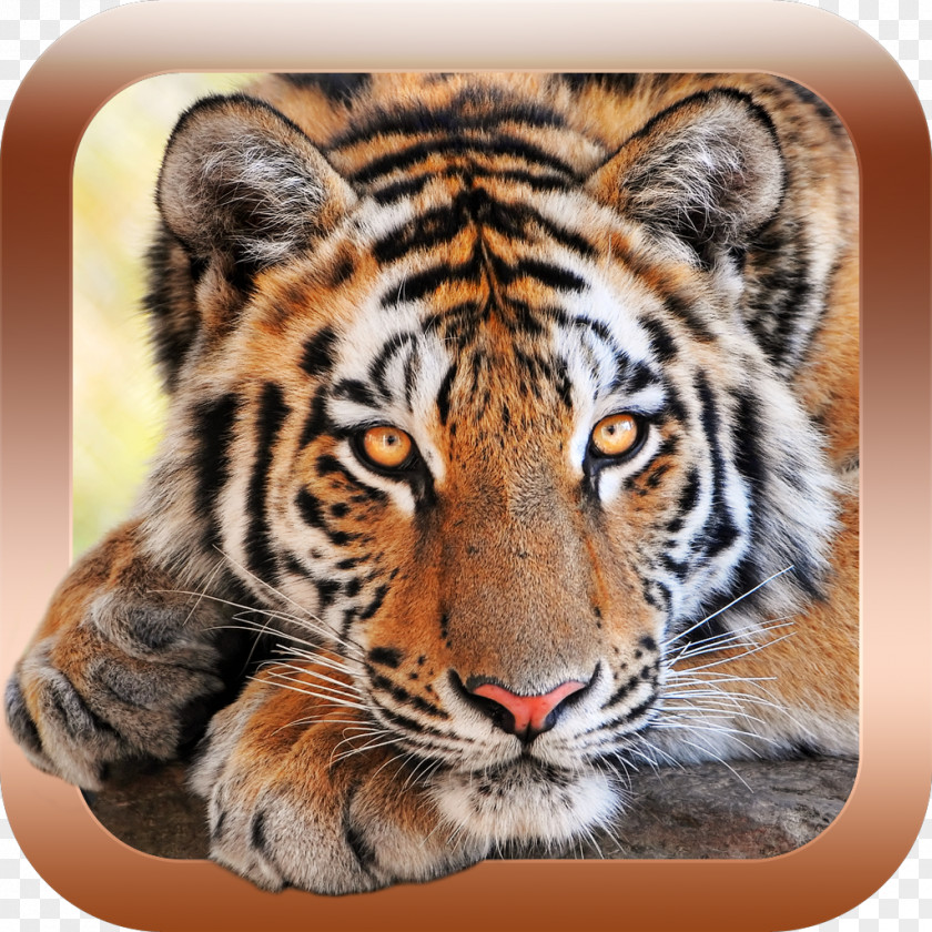 Animal Sounds & Pictures Games For Kids Zoo Child AndroidSiberian Tiger Animals PNG