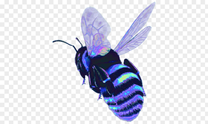 Bee Western Honey Insect Characteristics Of Common Wasps And Bees PNG