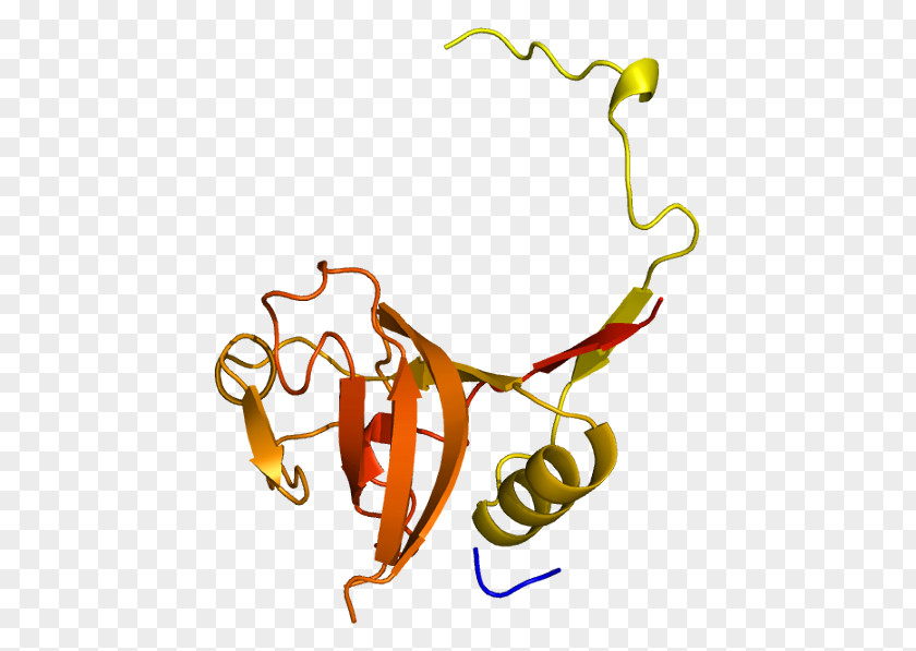 Cathepsin L1 B Protein PNG