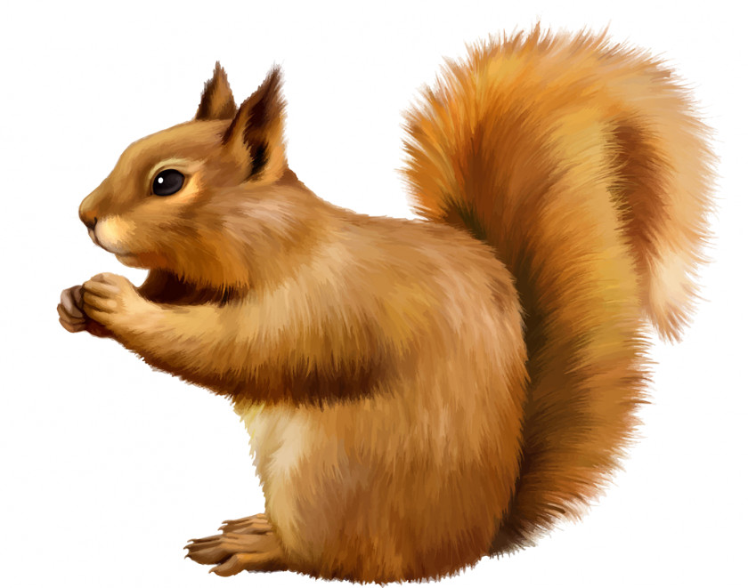 Conker The Squirrel Gray Wolf Animal Basabizitza Tree Squirrels Clip Art PNG
